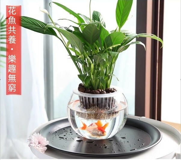 創意水培花瓶--綠蘿透明塑膠花盆 裝飾擺件【圓球中號】1件