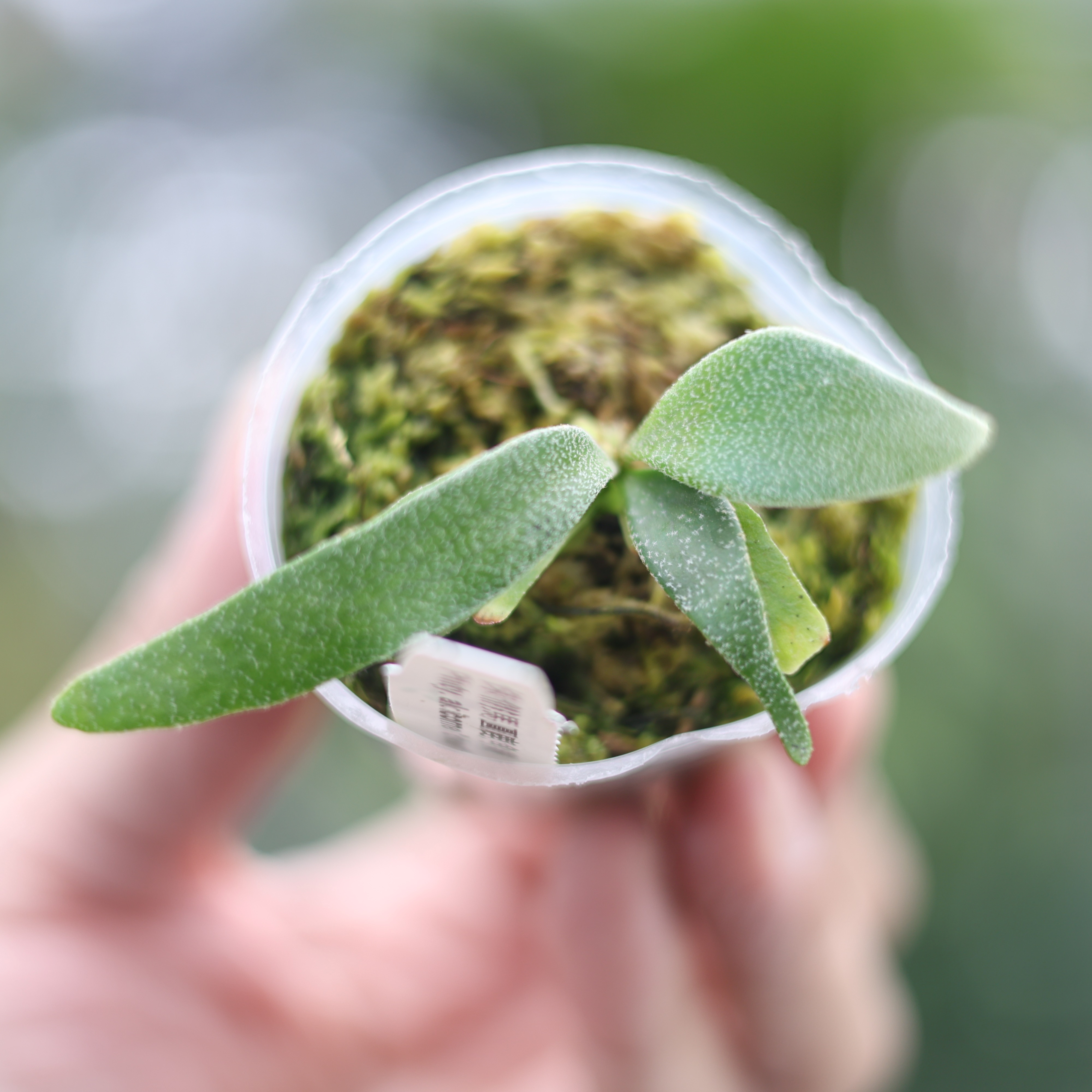 侏儒馬圓孢子苗2.5吋盆孢子苗鹿角蕨上板觀葉植物上板植物園藝療