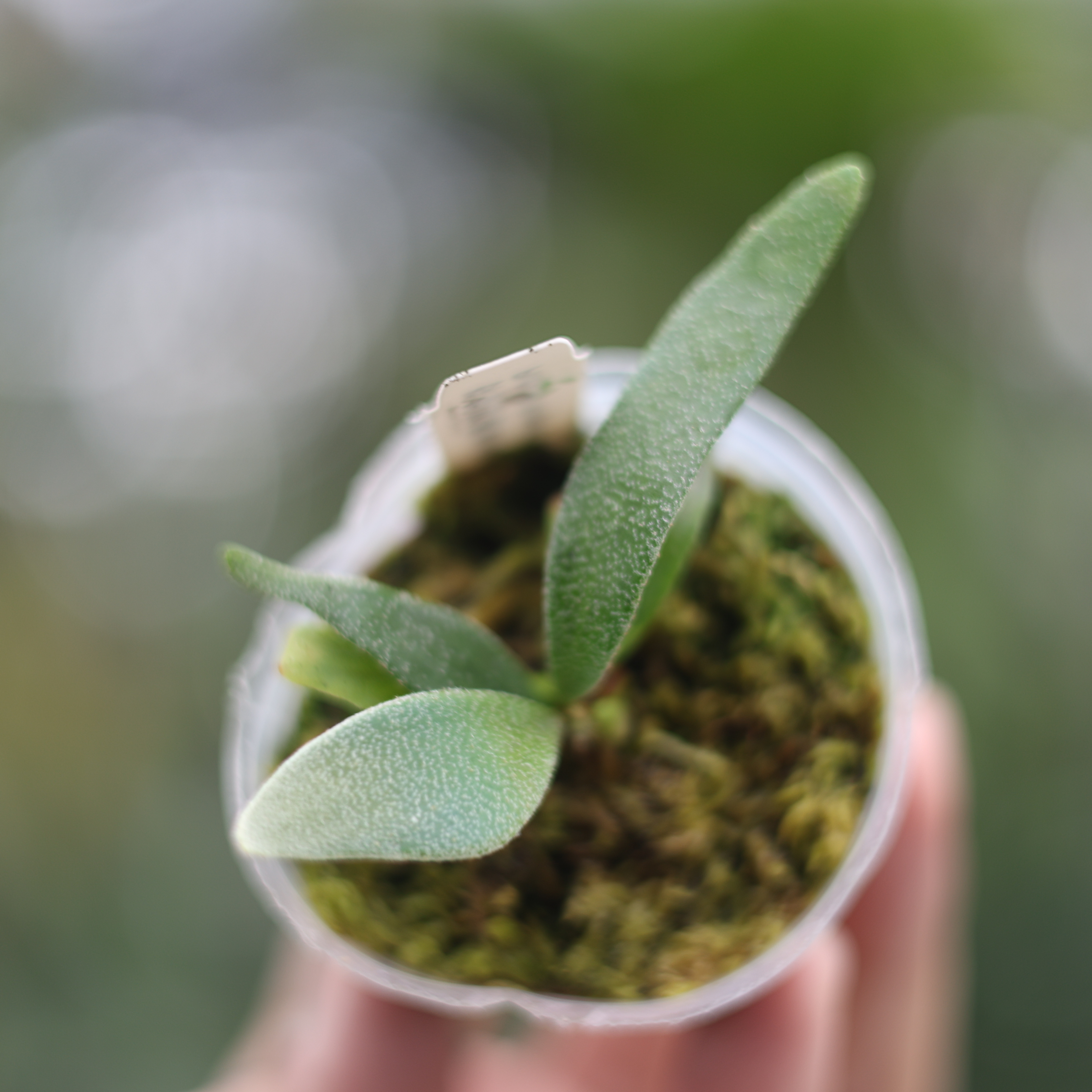 P.alcicorne dwarf》 侏儒馬圓的孢子葉就像燙捲髮的感覺末端都會