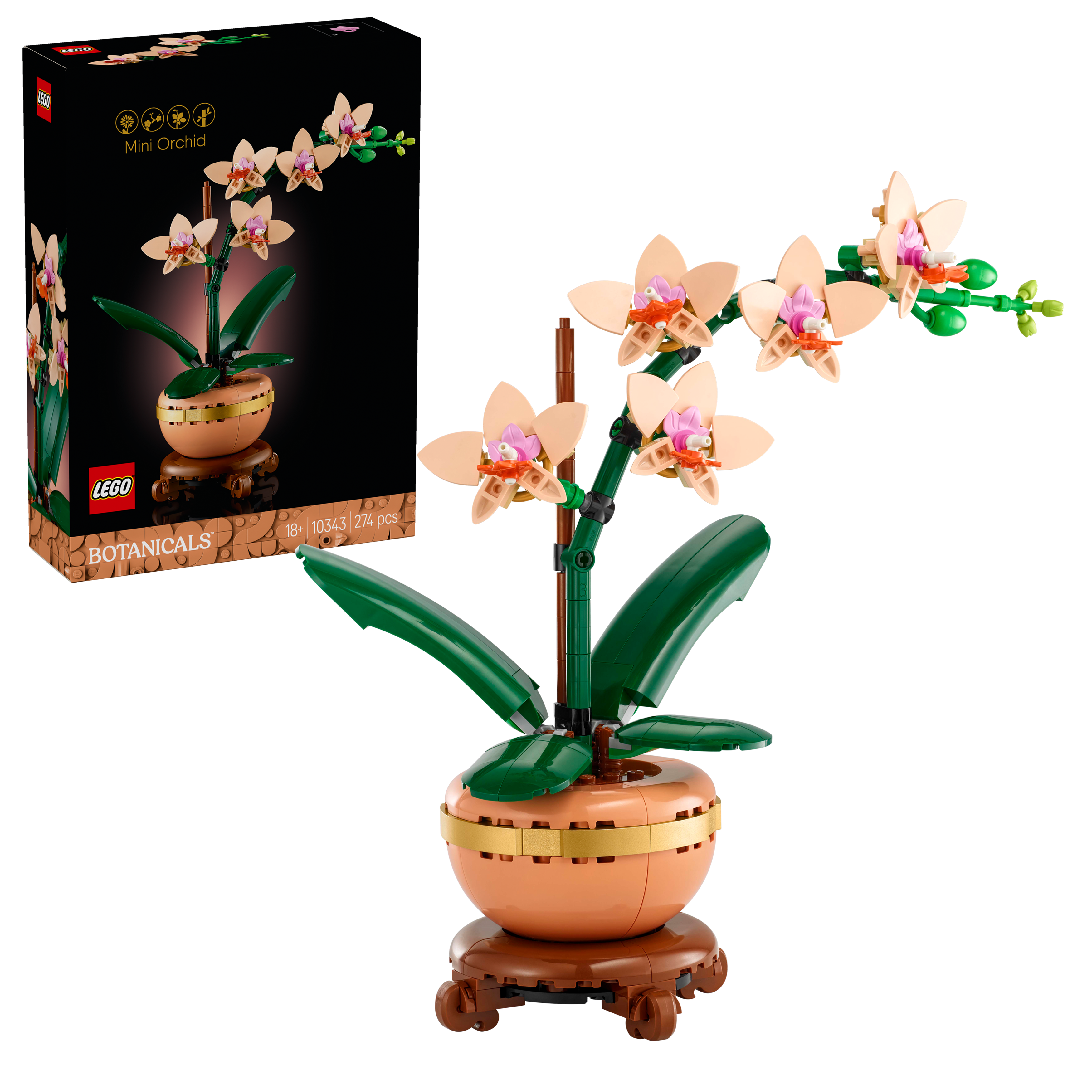 蘭花圖 Amazon.com: CHUXAY GARDEN 藍色蘭花花籽100 顆種子罕見藍色花朵