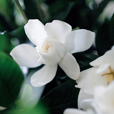 【伊聖詩芳療生活館】約翰森林JOHNRAY｜梔子花園沐浴膠500ml