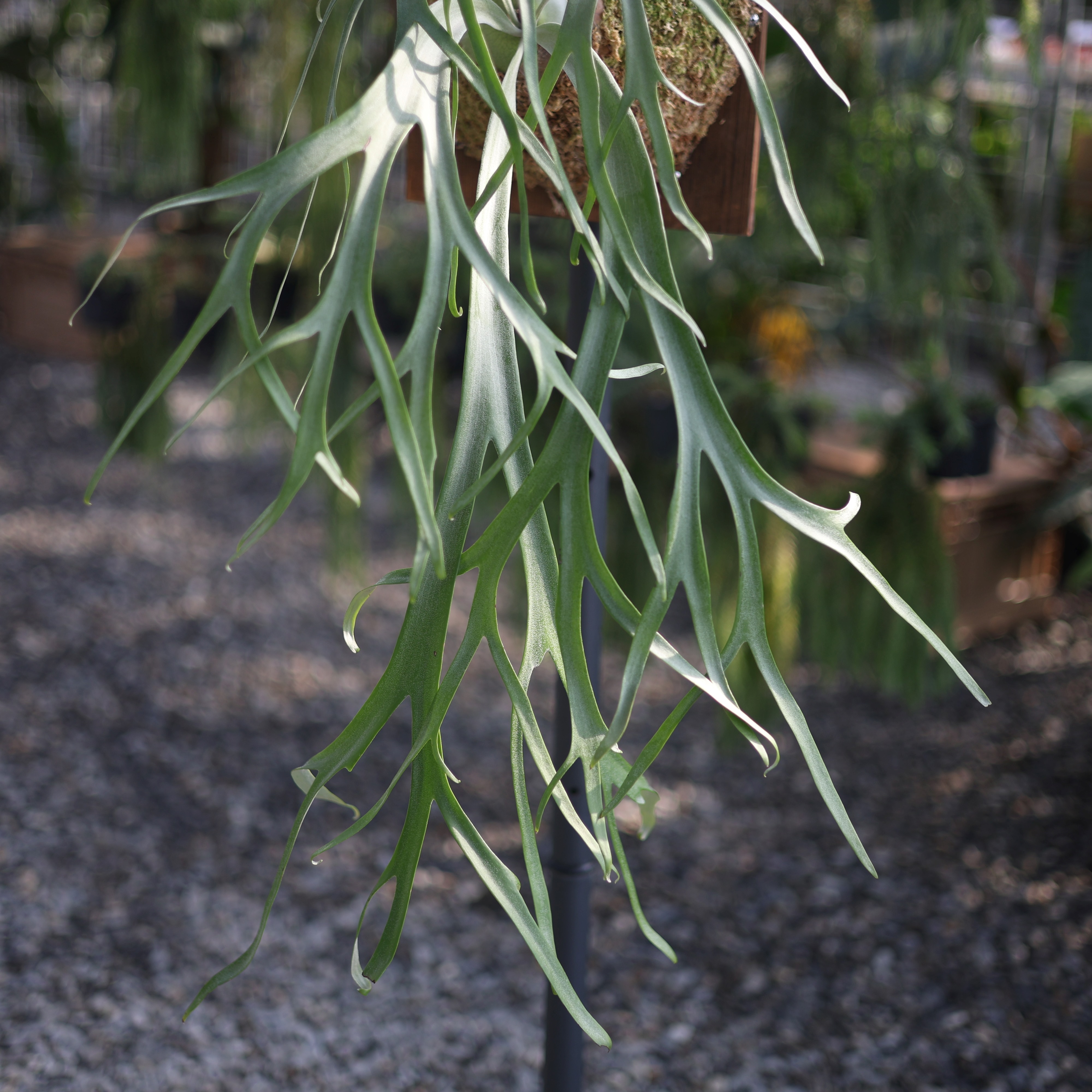 P. willinckii 