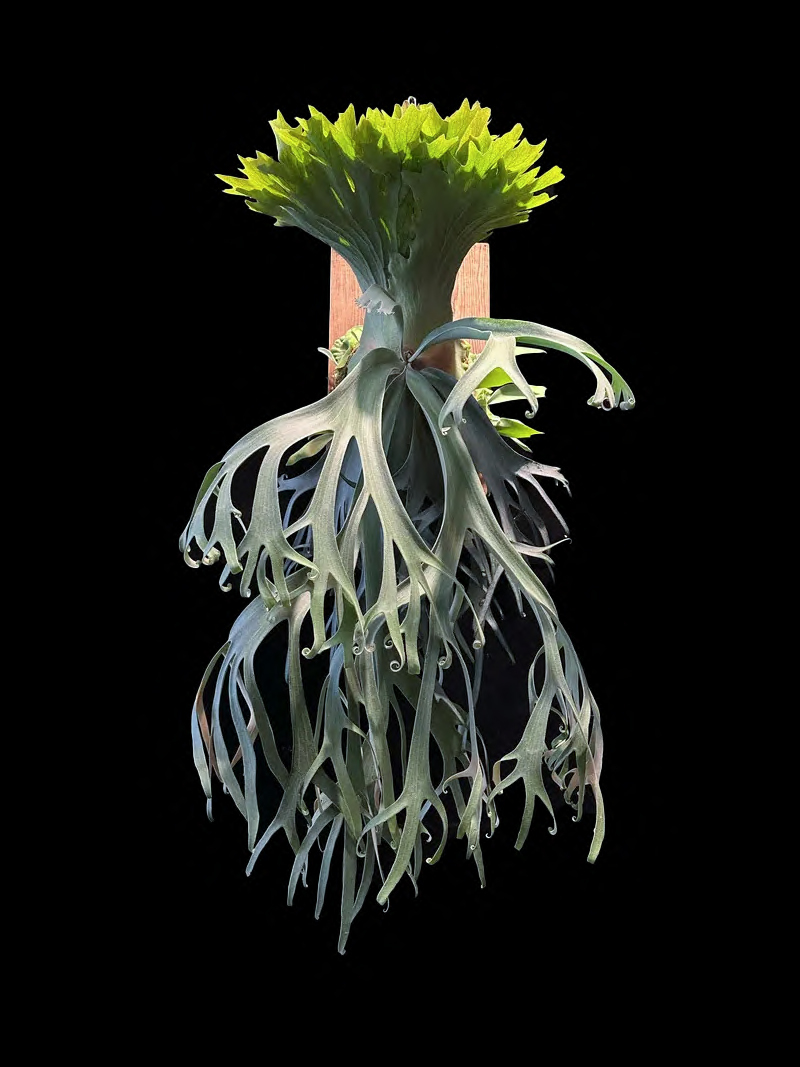 P. willinckii ’Leonids’ OC P.willinckii Leonids sporeling