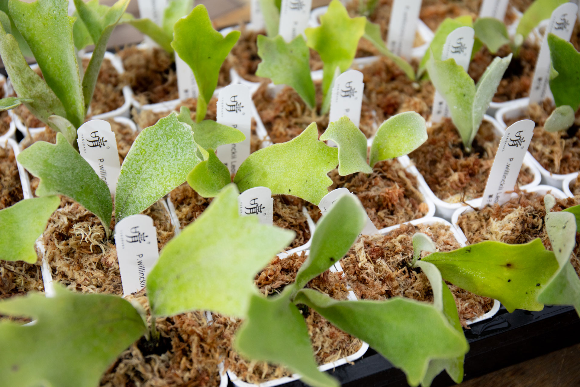P.willinckii Leonids sporeling