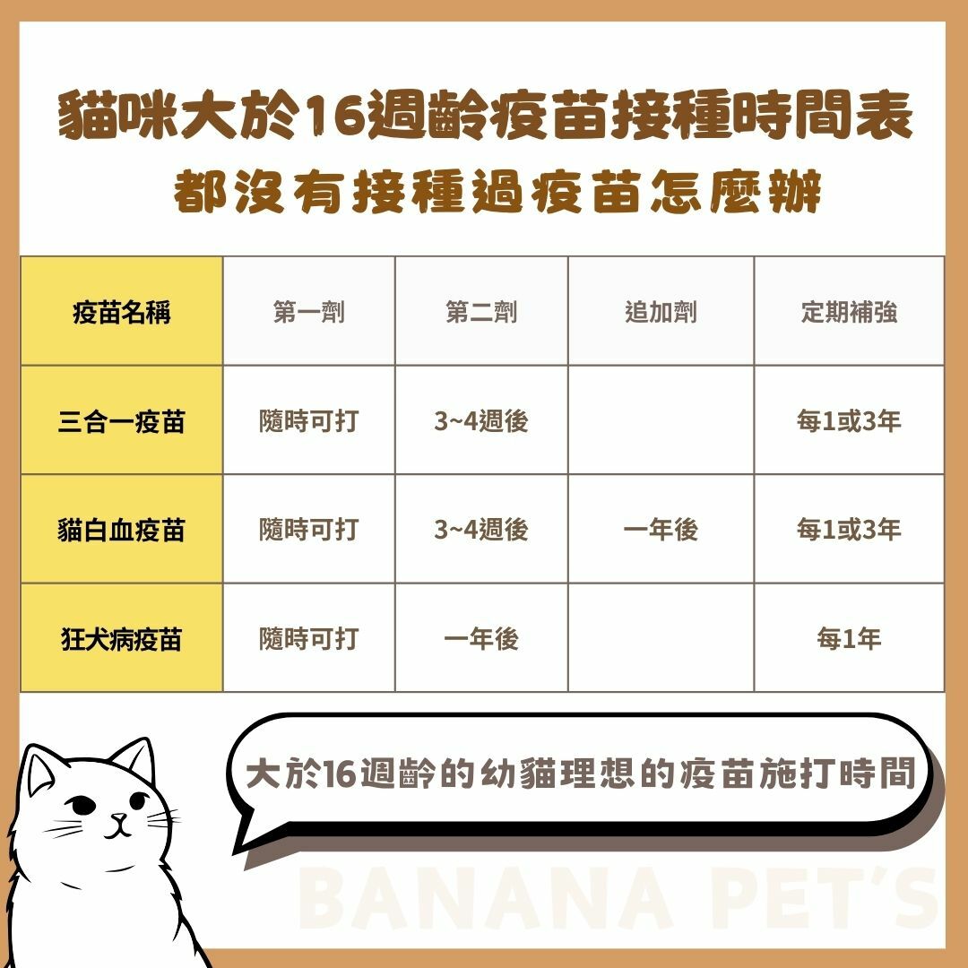 當貓咪大於16週齡接種疫苗的時間表