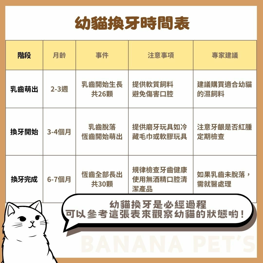 幼貓換牙時間表從這看