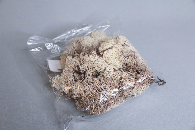 馴鹿水草 156原色