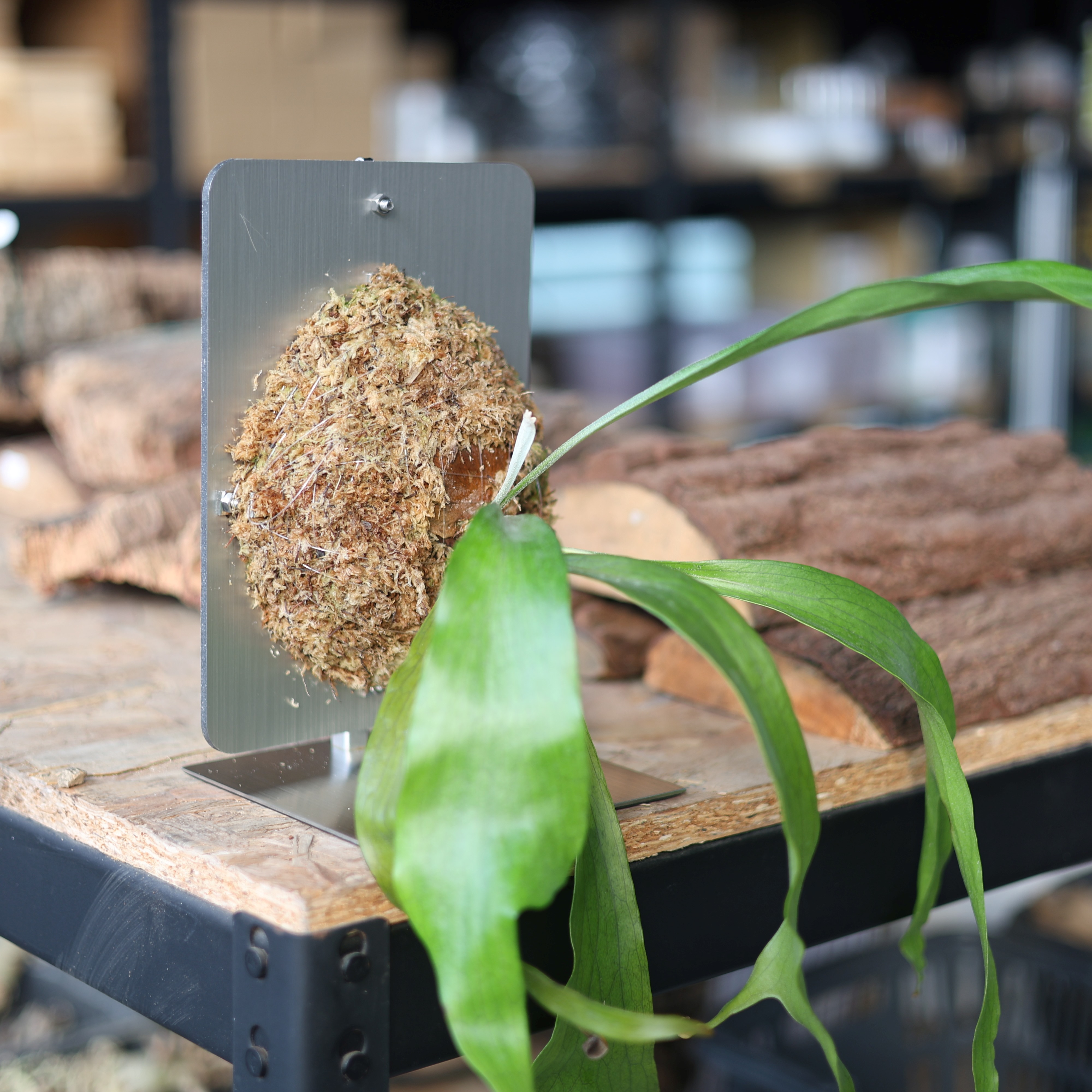 仿金屬板材THE TRIBUS 上板鹿角蕨上板DIY 透氣輕量【阿金的便秘花園