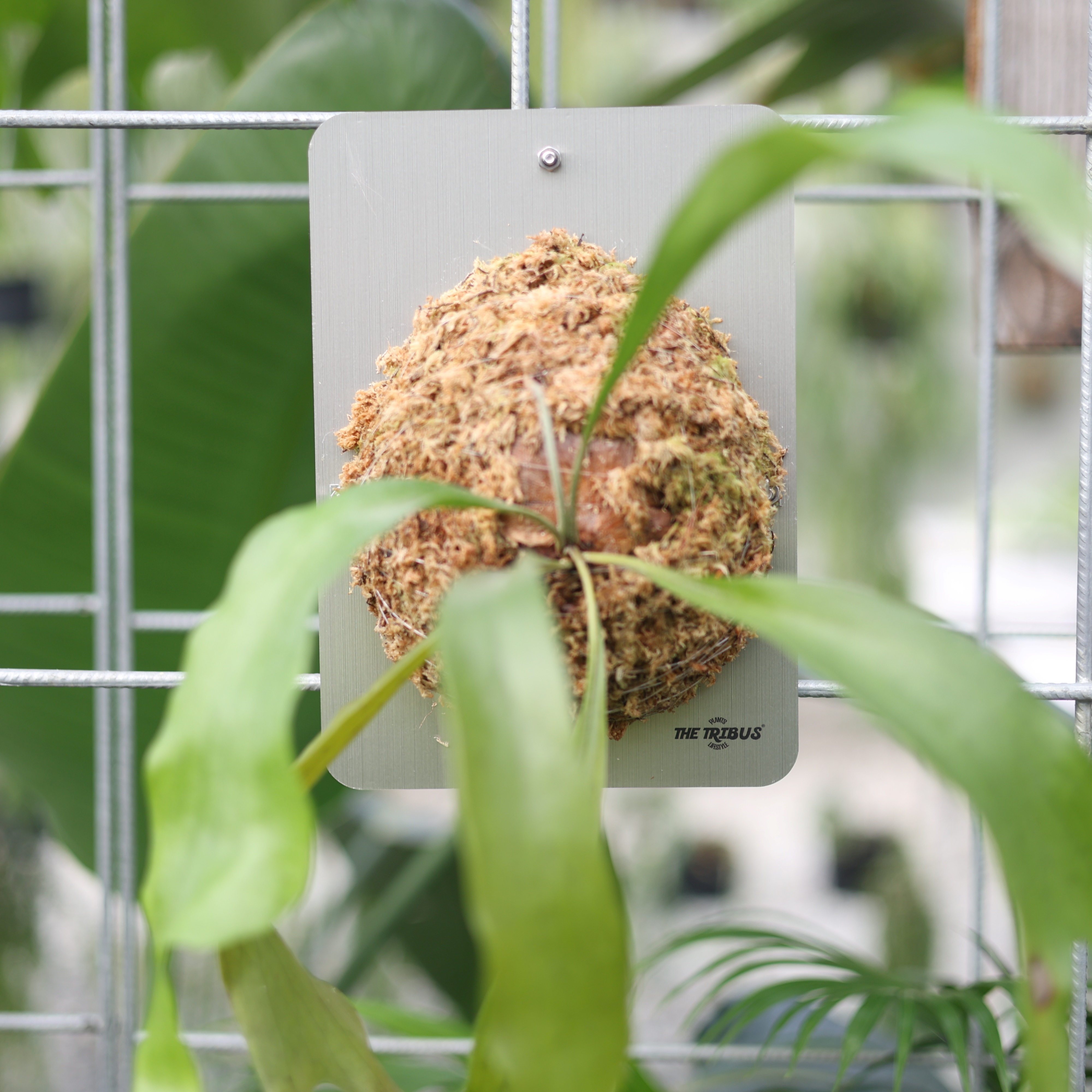 仿金屬板材THE TRIBUS 上板鹿角蕨上板DIY 透氣輕量【阿金的便秘花園