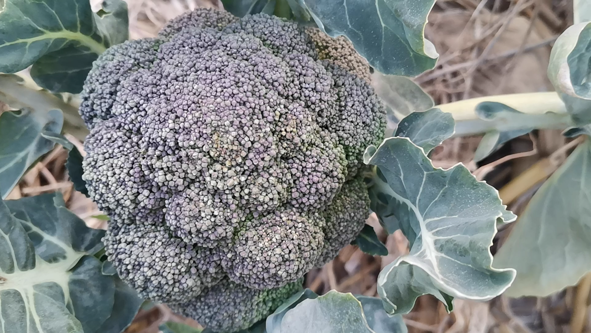 Local Organic Broccoli (CATTY)