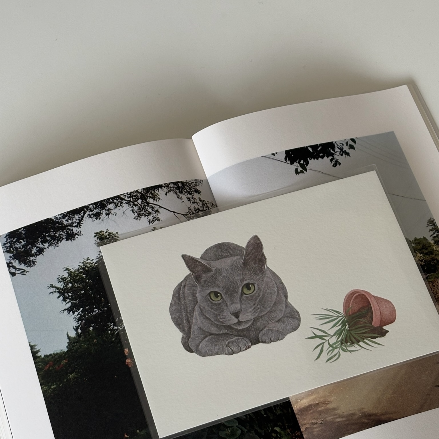 明信片┃不是我弄的