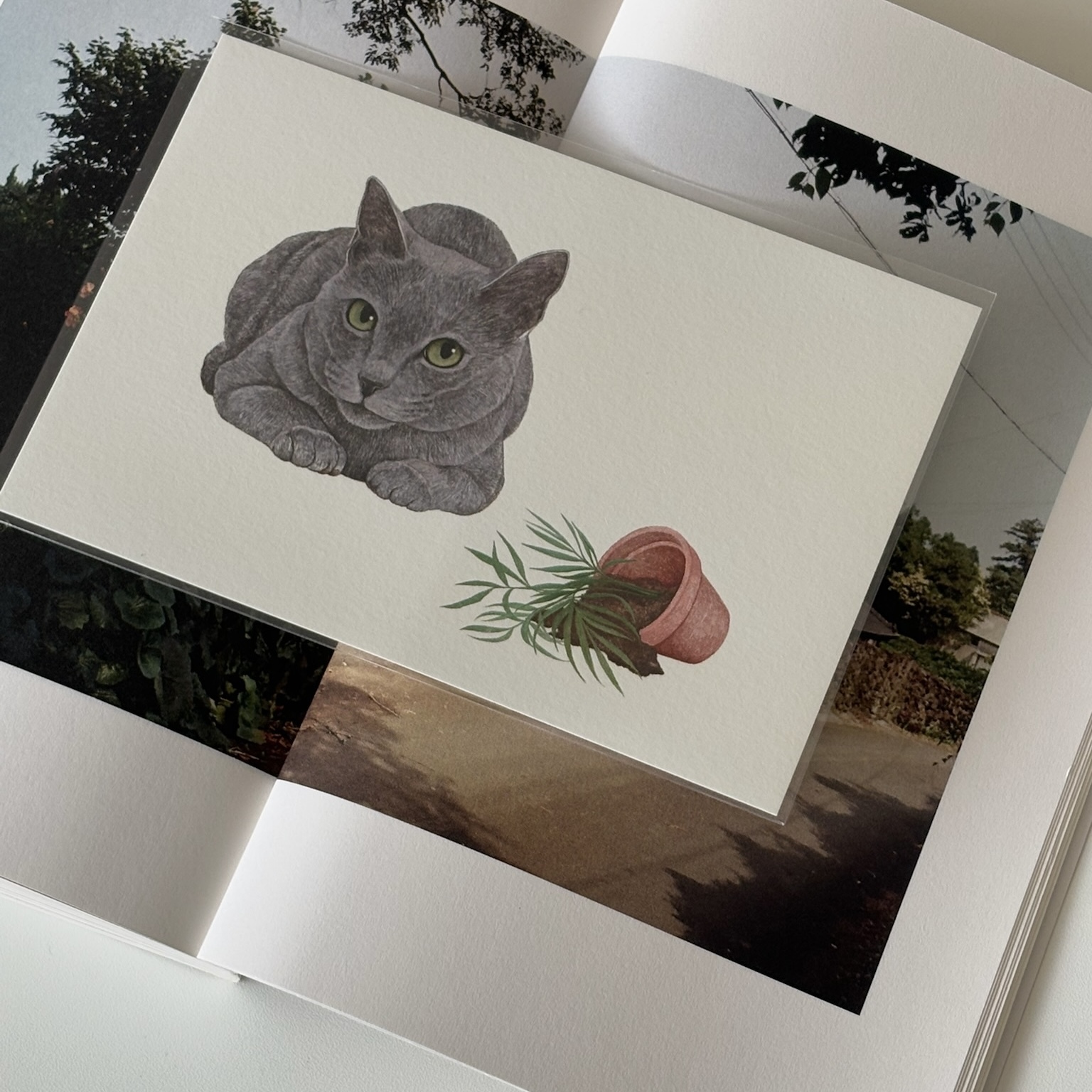 明信片┃不是我弄的