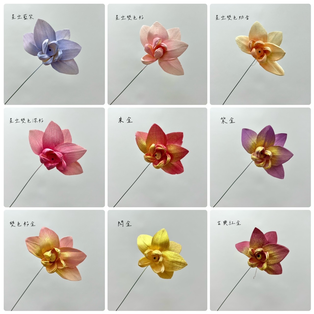 印度索拉花 蝴蝶蘭 10CM <五支一把>