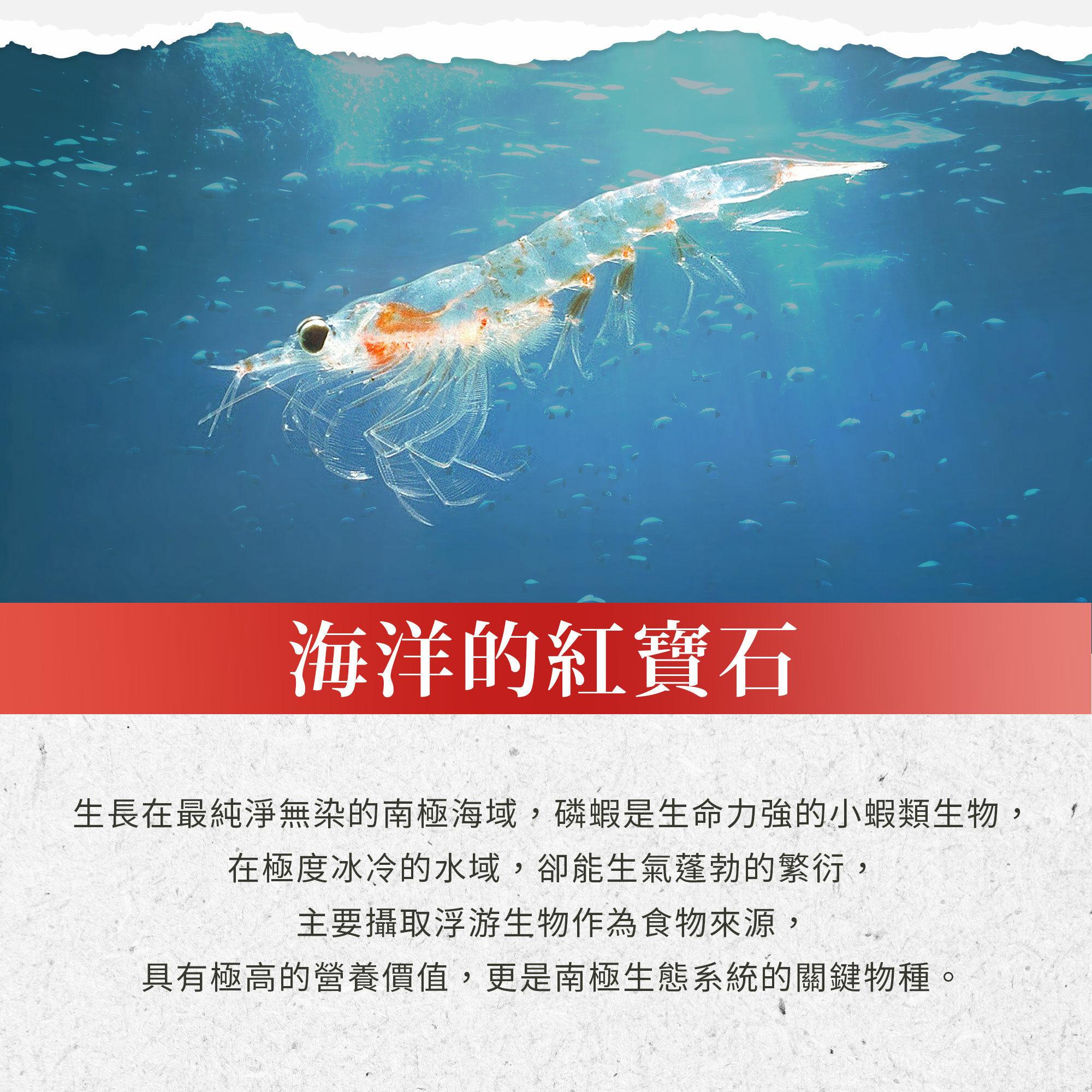 sanct bernhard磷蝦油膠囊500毫克 90入