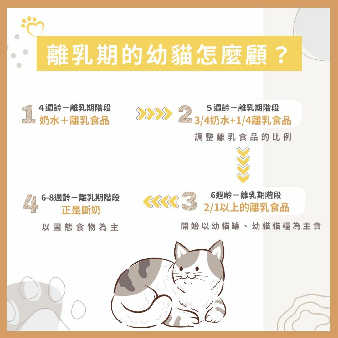 幼貓離乳期照顧照護指南