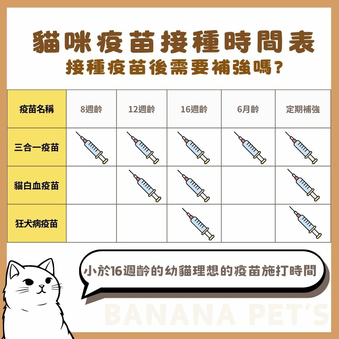 幼貓疫苗接種注射疫苗時間建議