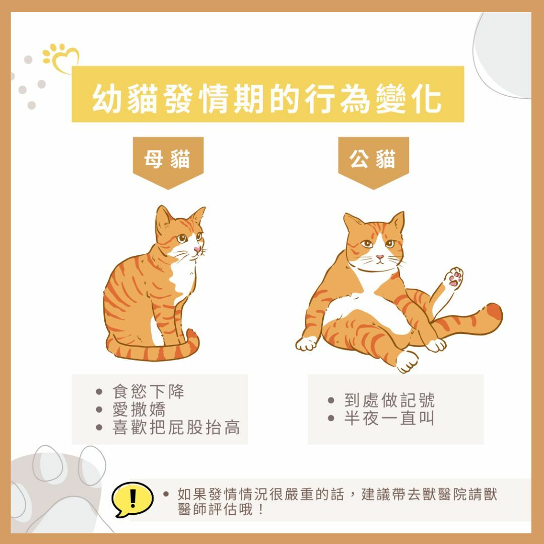 幼貓發情期的行為變化及建議