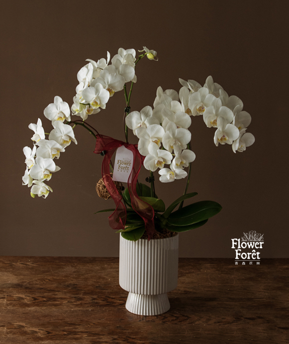 經典蘭花A款 | 桌花