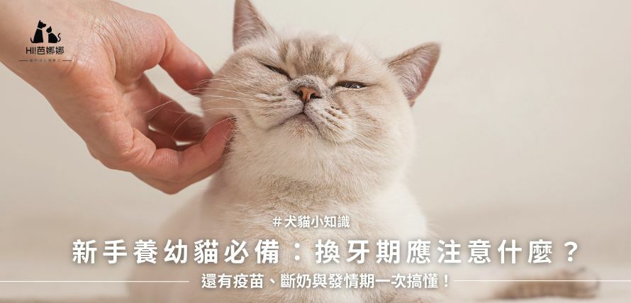 新手養幼貓必備知識-幼貓換牙期注意事項以及幼貓疫苗接種注意事項