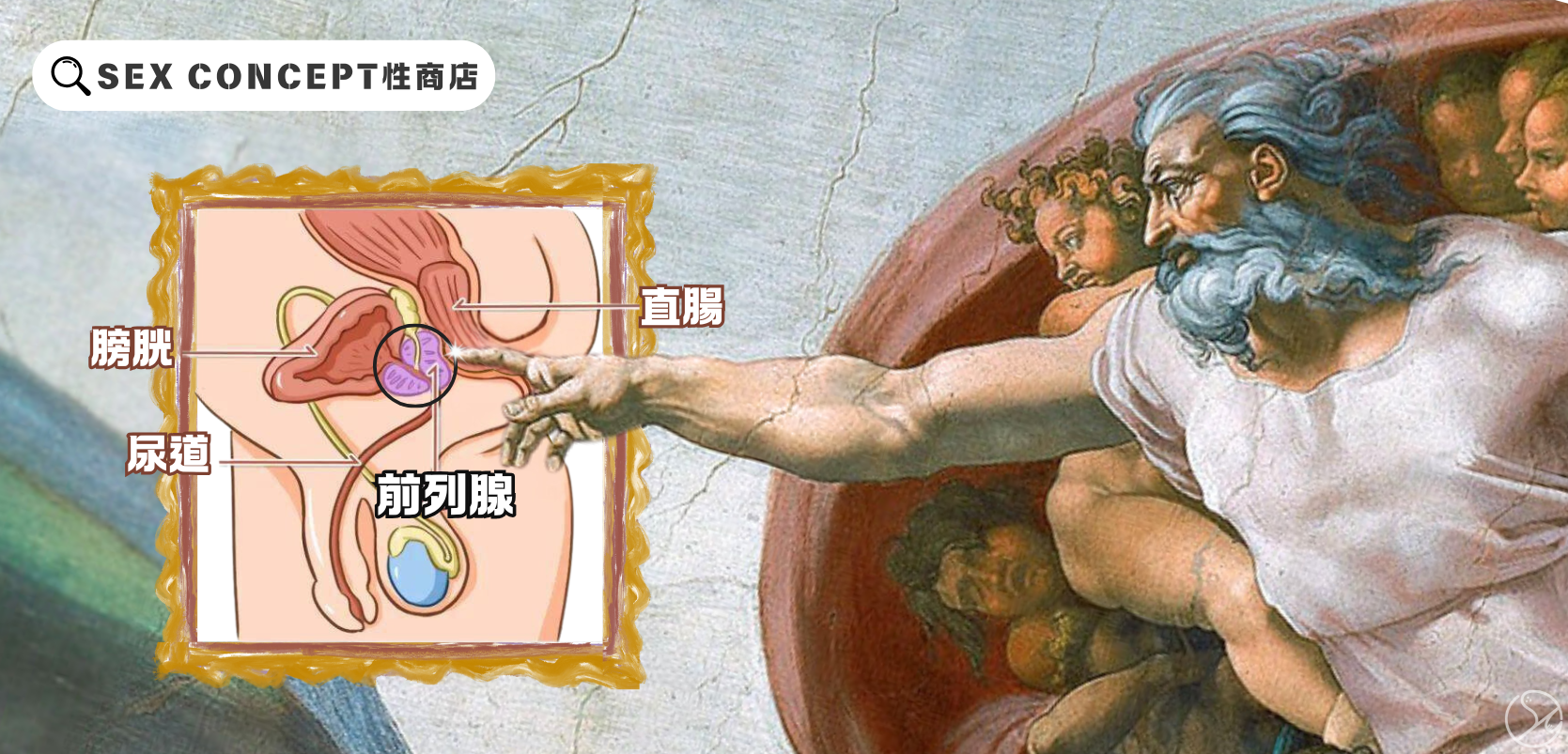 男性生理結構｜肛交快感來源圖解——前列腺