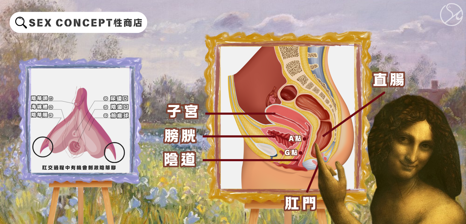 女性生理結構｜肛交快感來源圖解