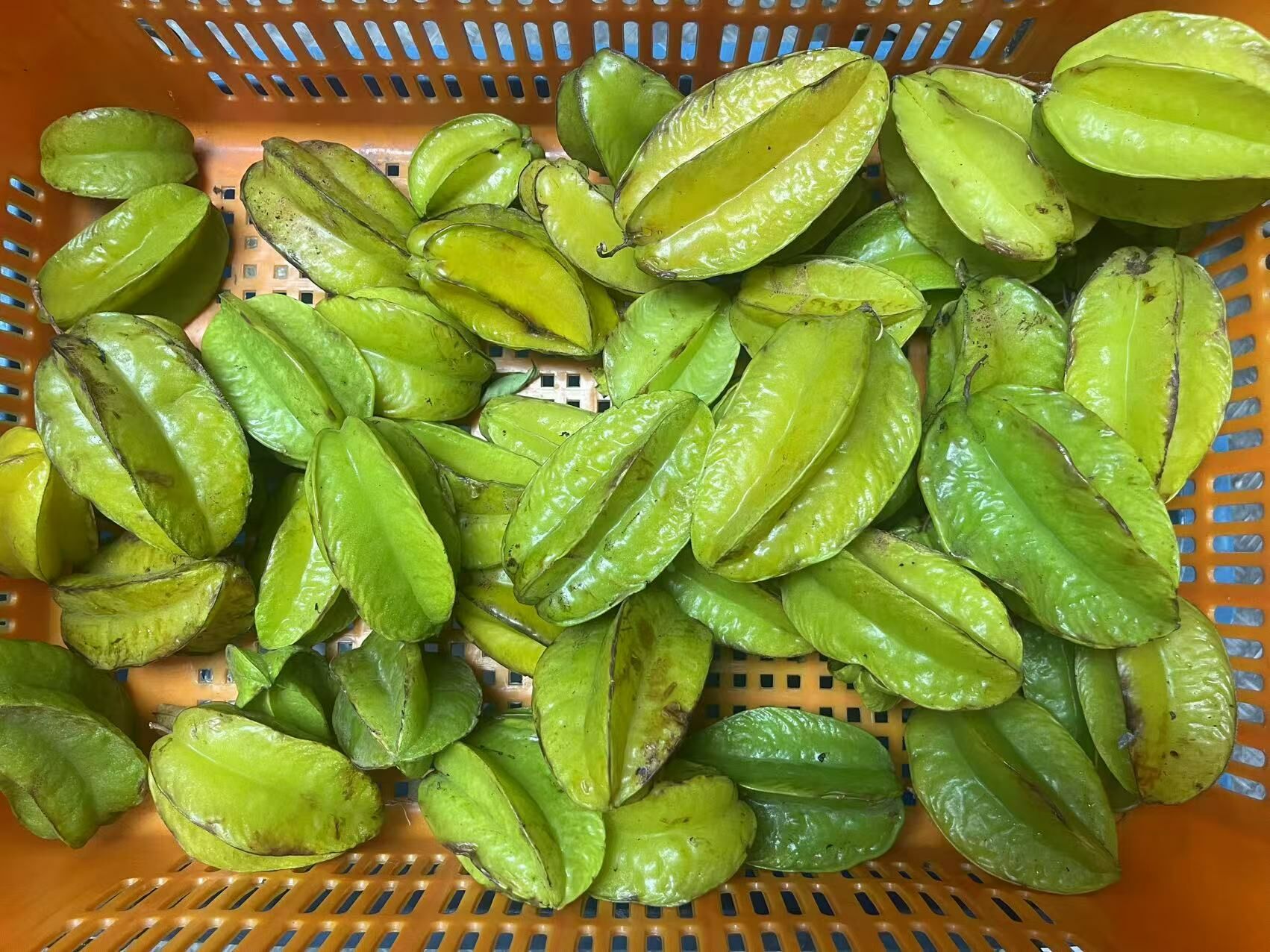 本地有機楊桃   (300g/盒)