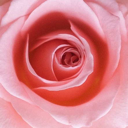 【伊聖詩芳療生活館】一日茶道TEAORY | 皇家胭脂保濕洗髮乳150ml