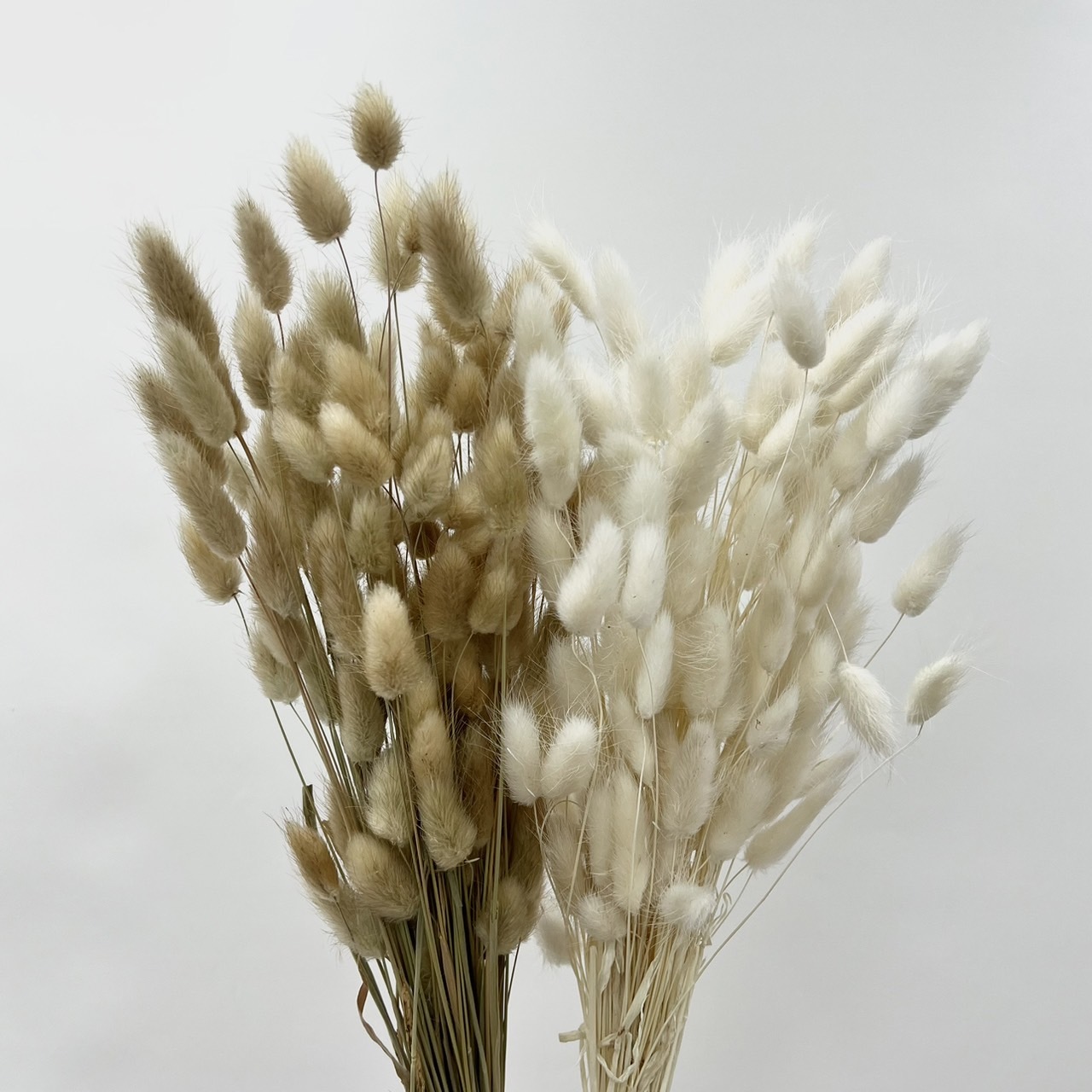 乾燥迷你兔尾草