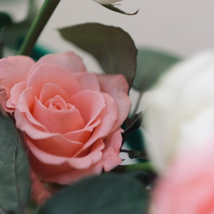 【伊聖詩芳療生活館】一日茶道TEAORY｜皇家胭脂複方精華15ml