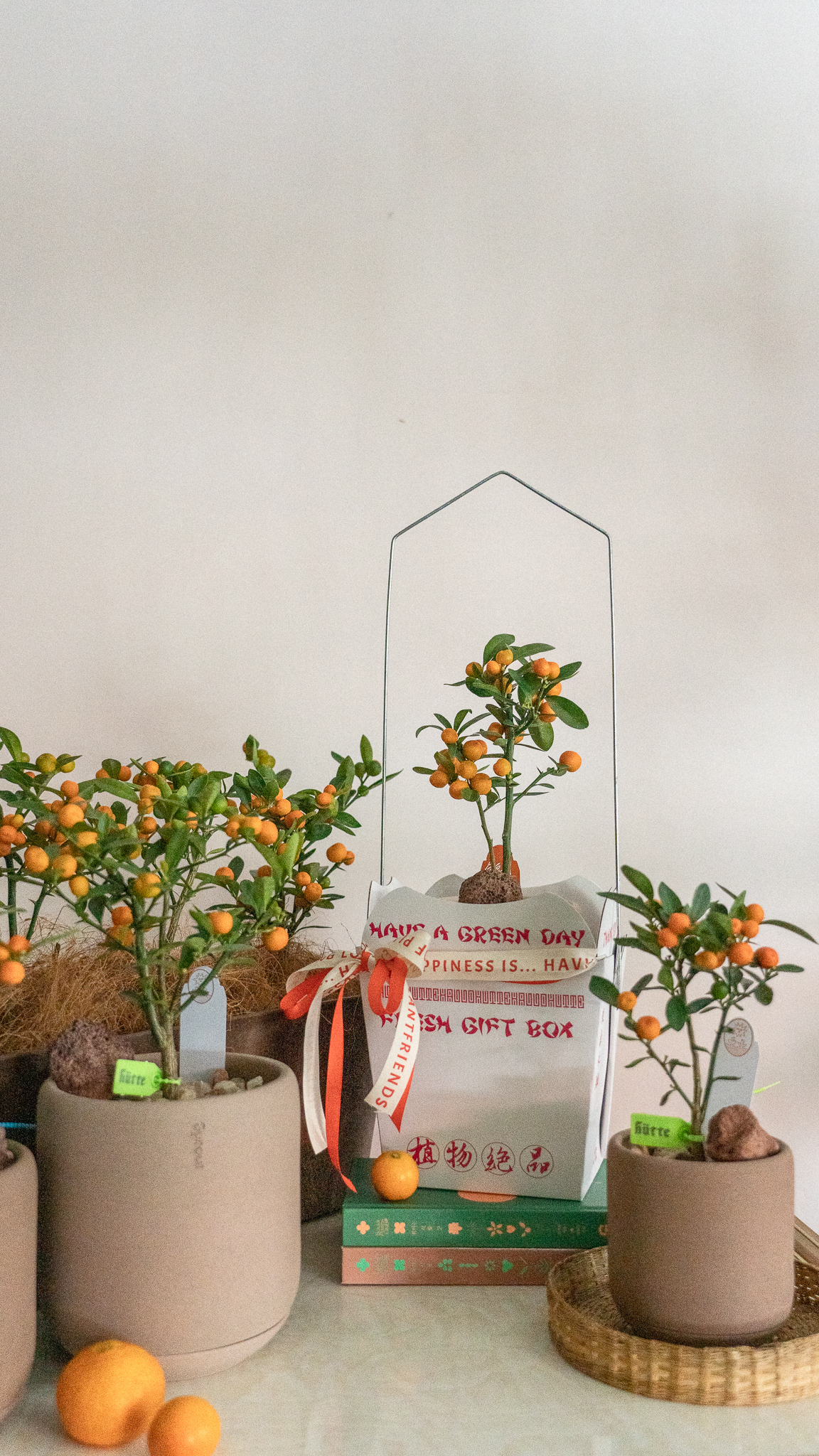 金豆柑Sprout Signature