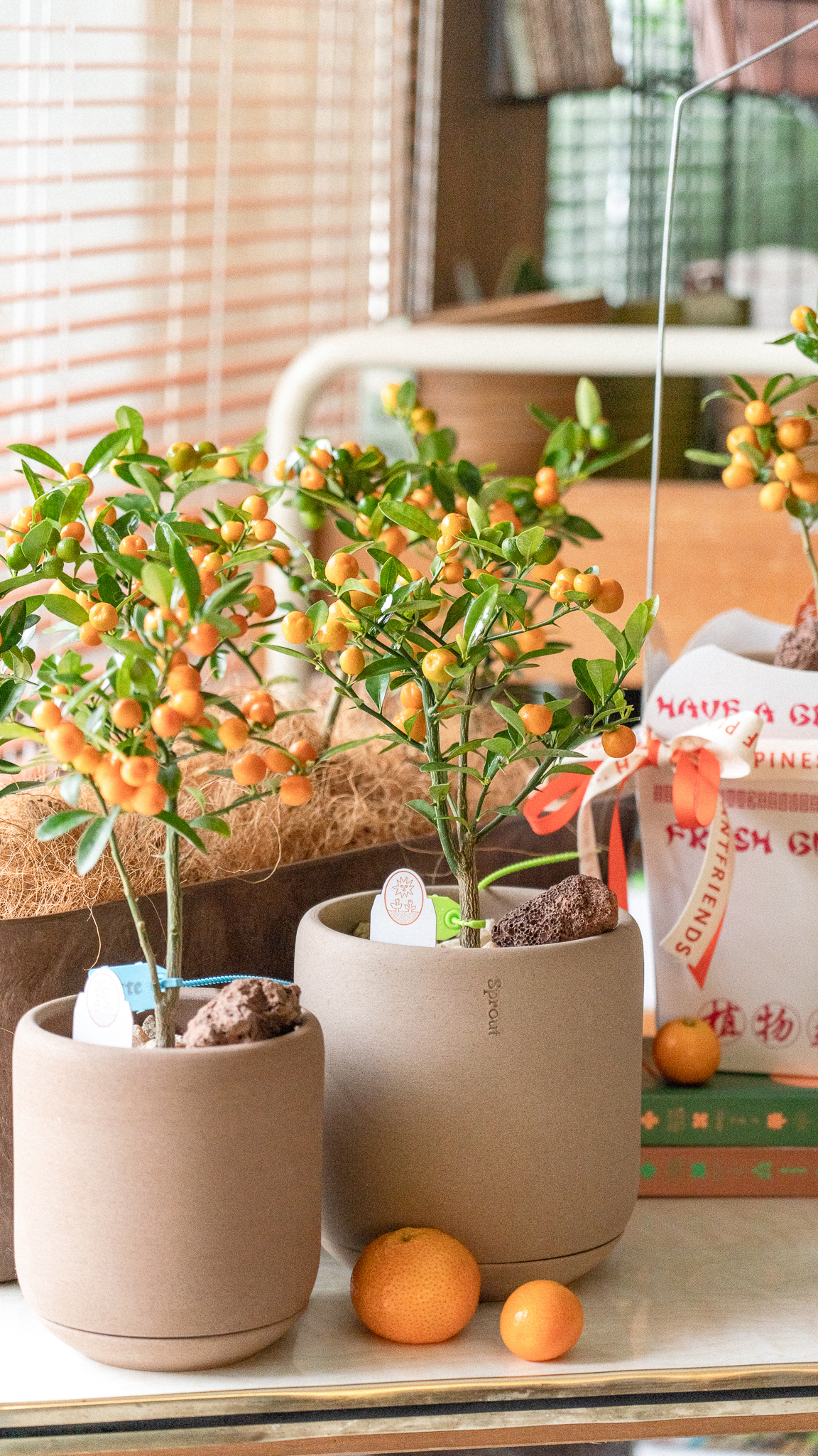 金豆柑Sprout Signature