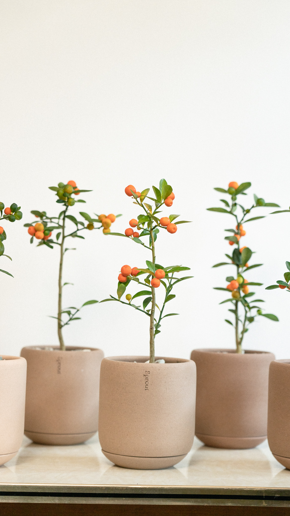 金豆柑Sprout Signature