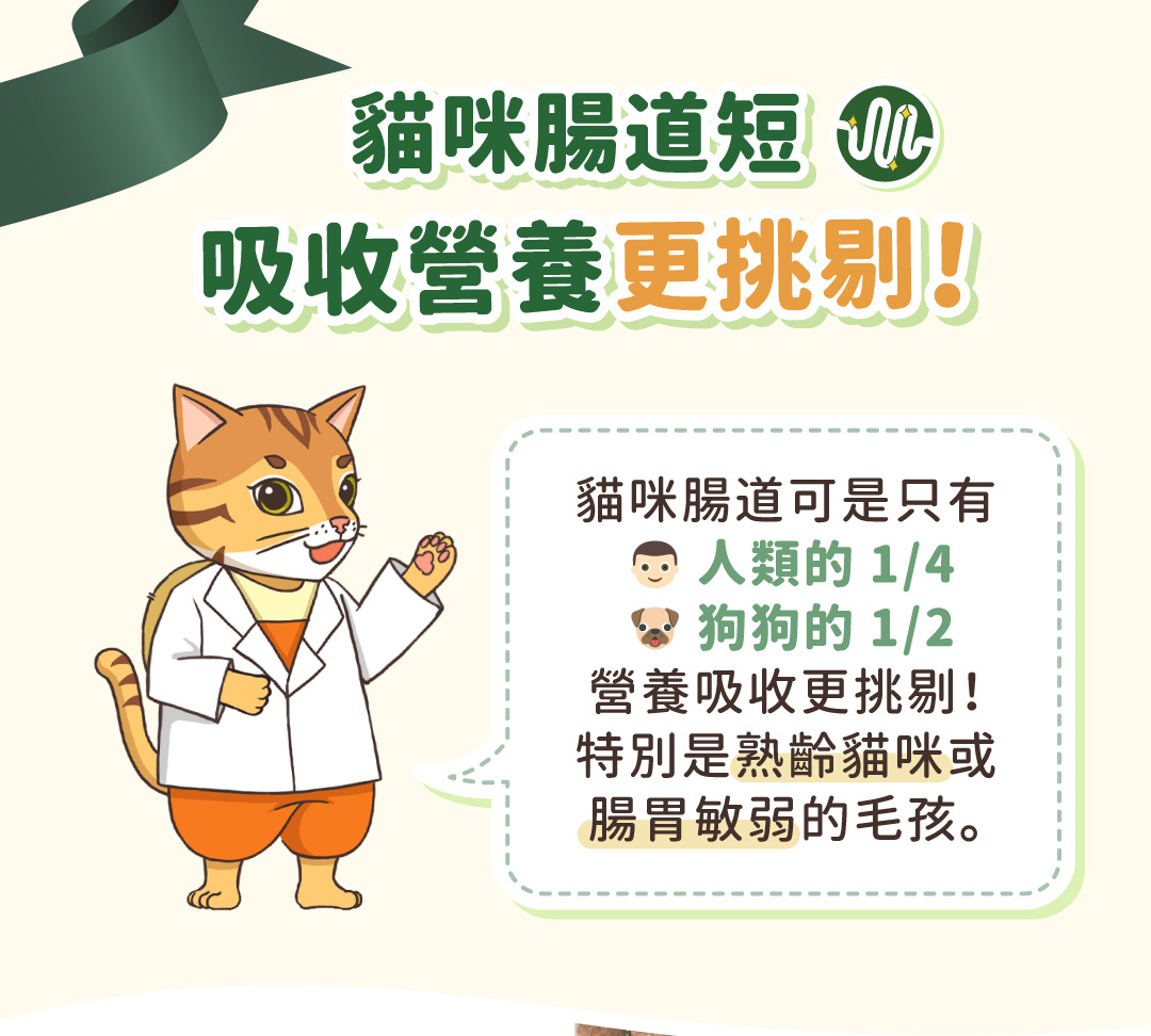 貓咪腸道吸收挑戰，腸胃敏弱與熟齡貓專用飼料，營養吸收更高效，呵護貓咪健康。
