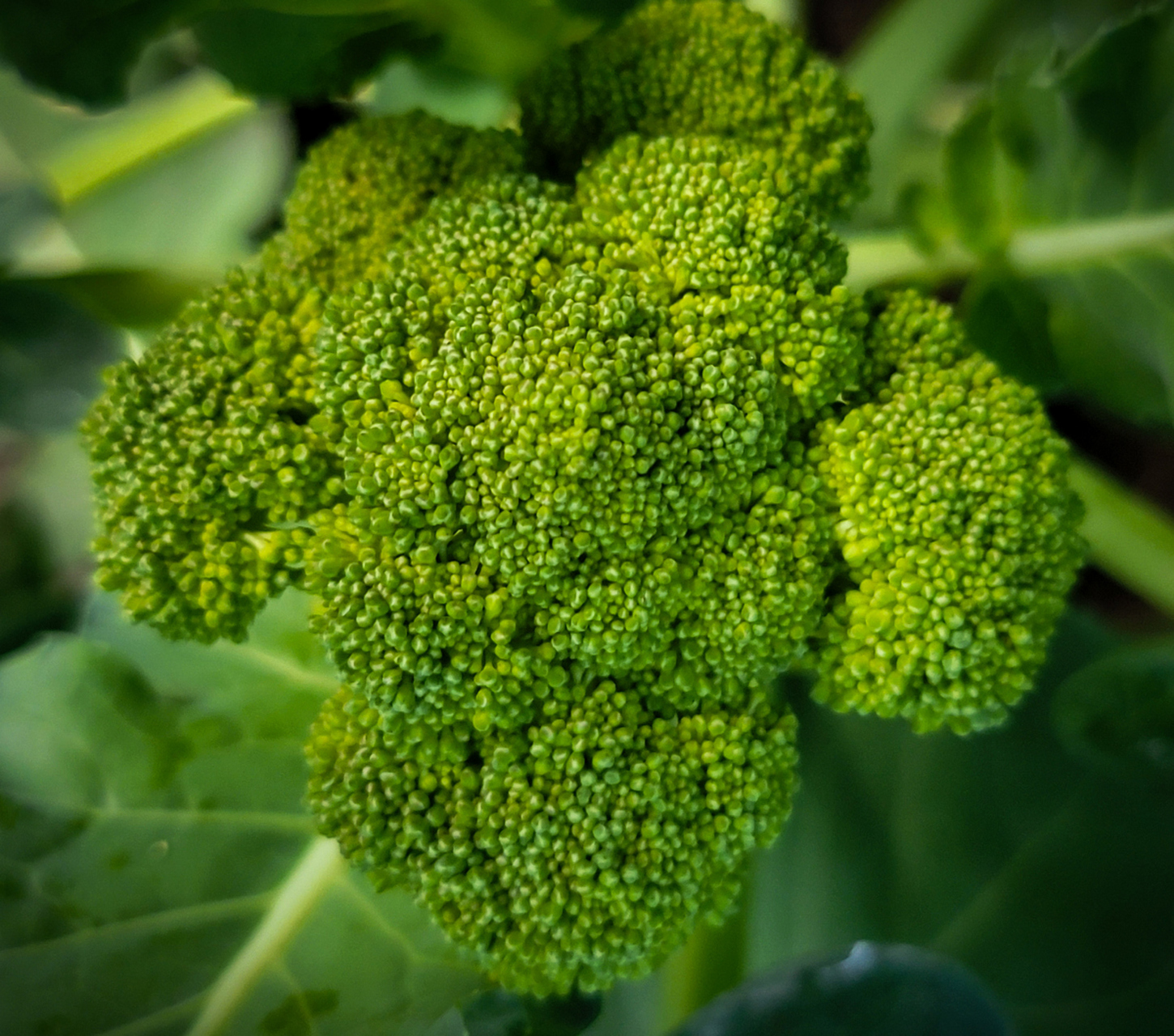 本地有機西蘭花(1-2個/斤)