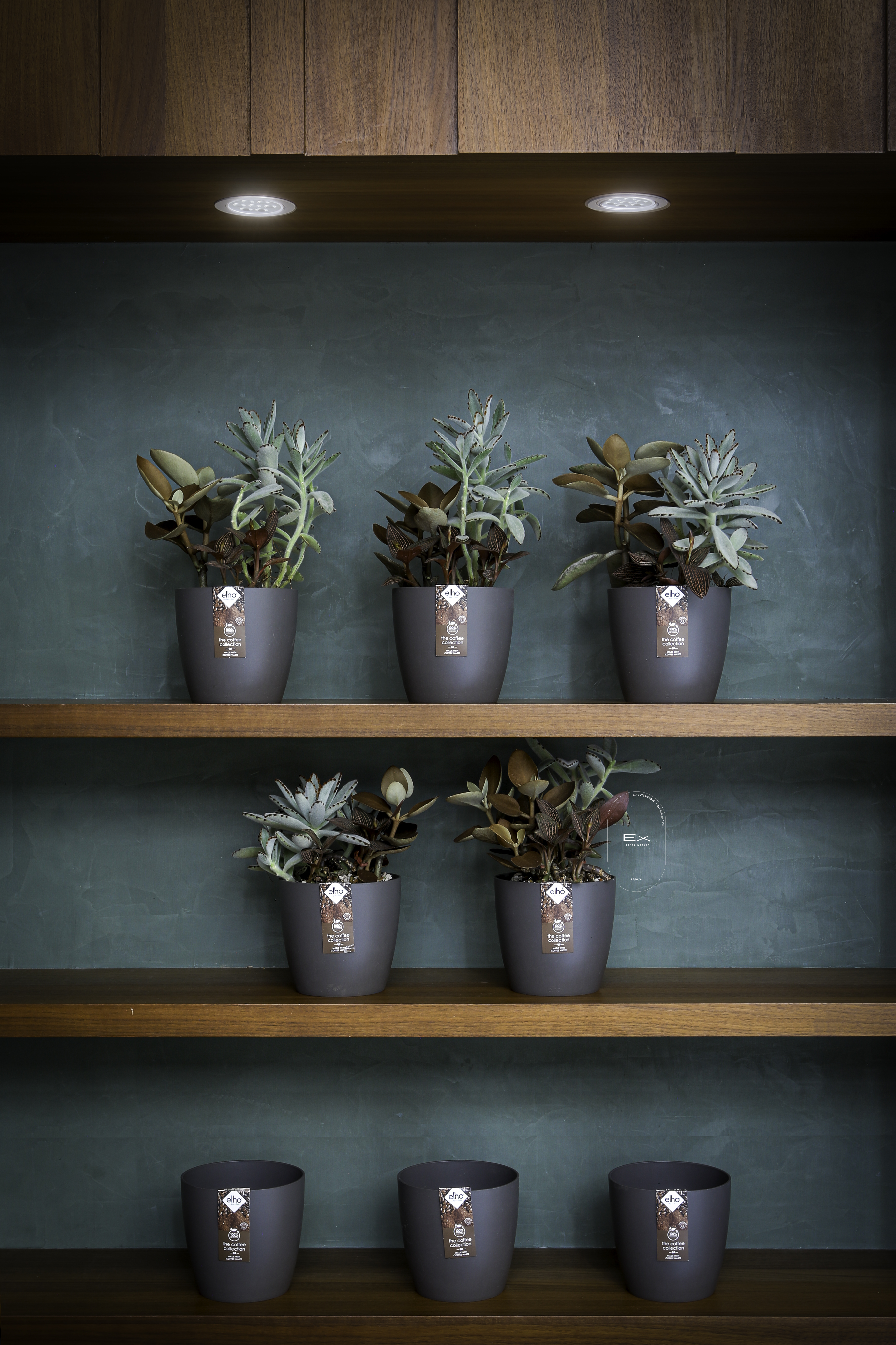 環保永續 ‧ 咖啡香聚寶盆｜多肉植物