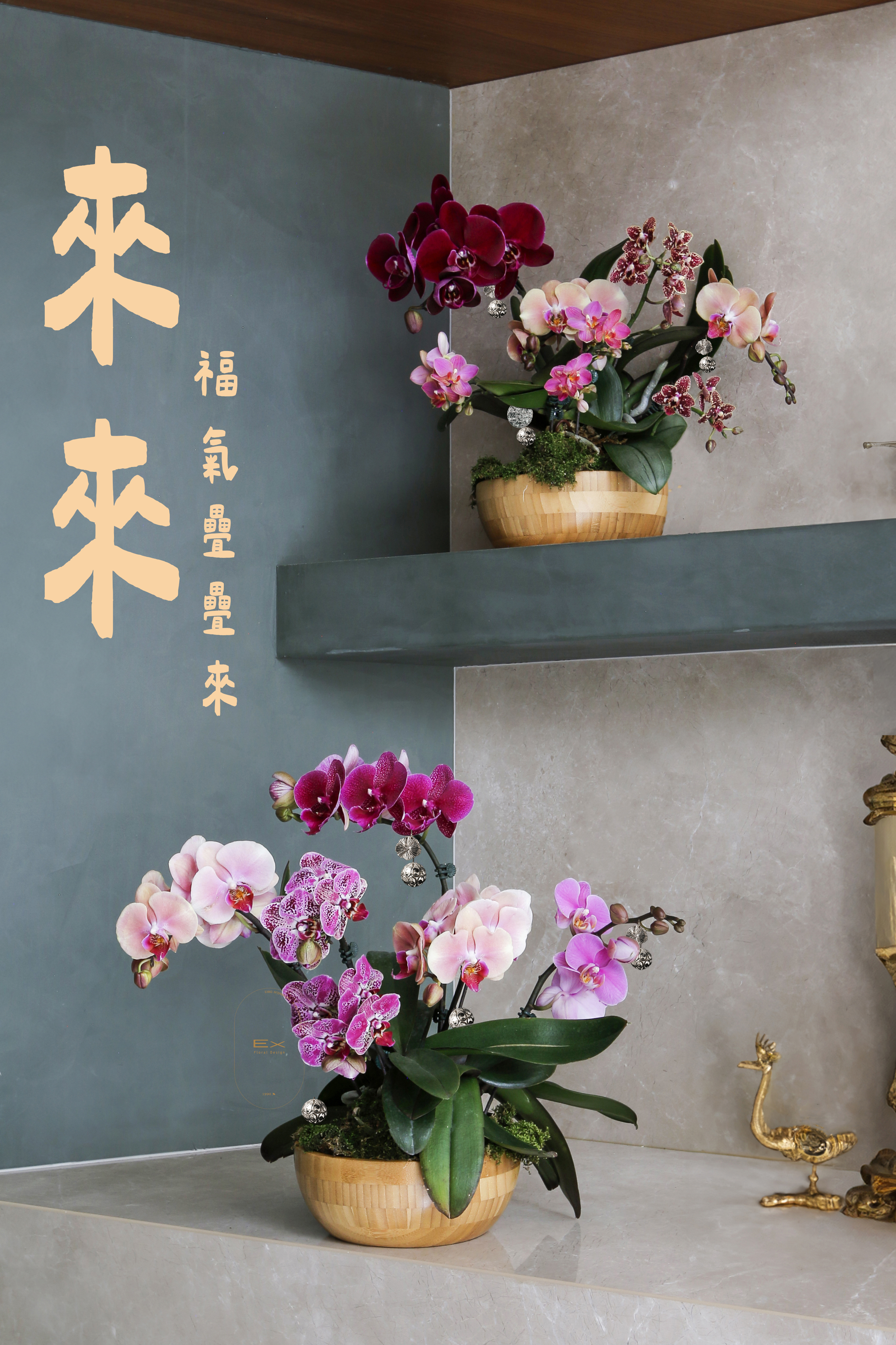 來來 · 福氣疊疊來｜蝴蝶蘭 桌上型蘭花