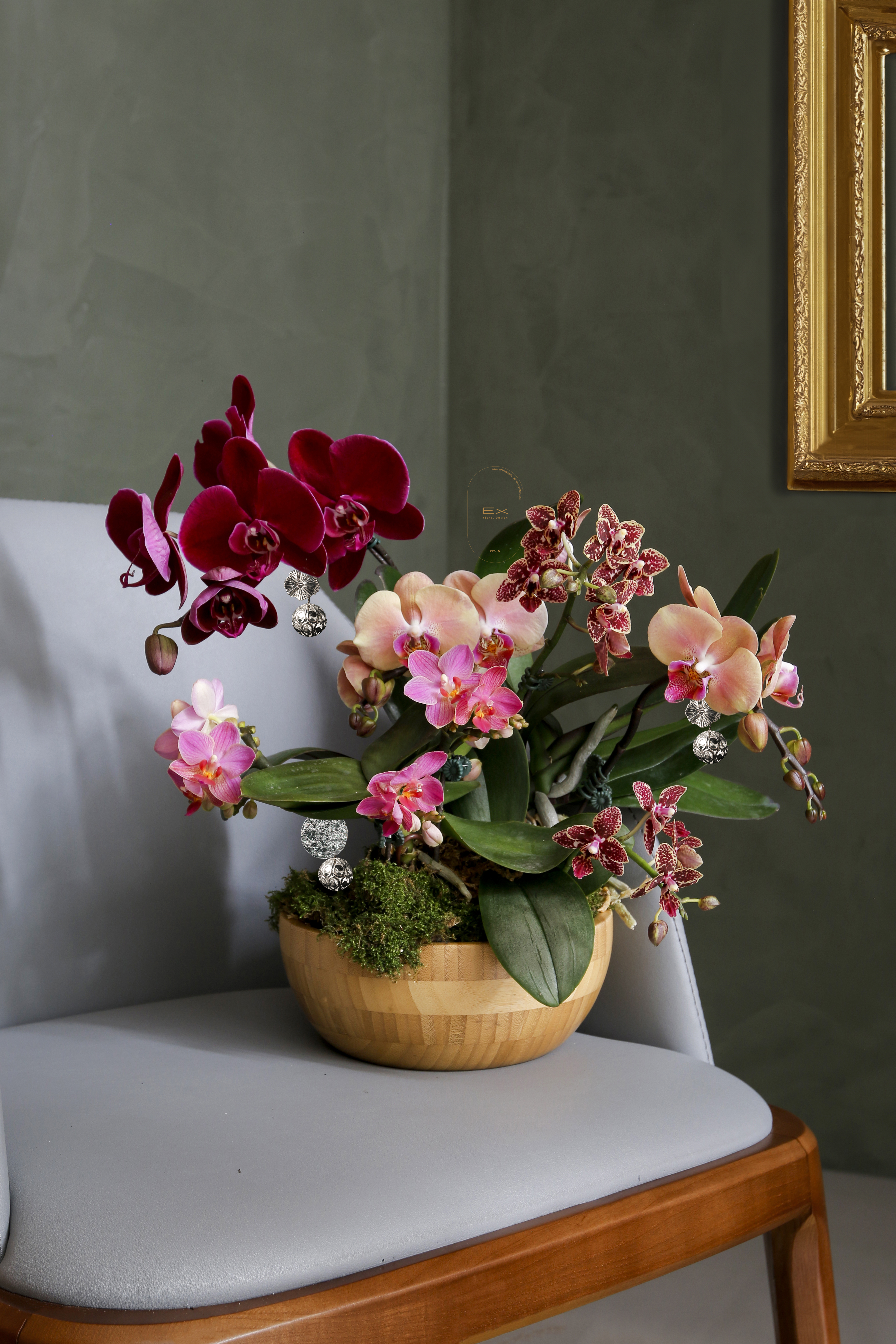 來來 · 福氣疊疊來｜蝴蝶蘭 桌上型蘭花