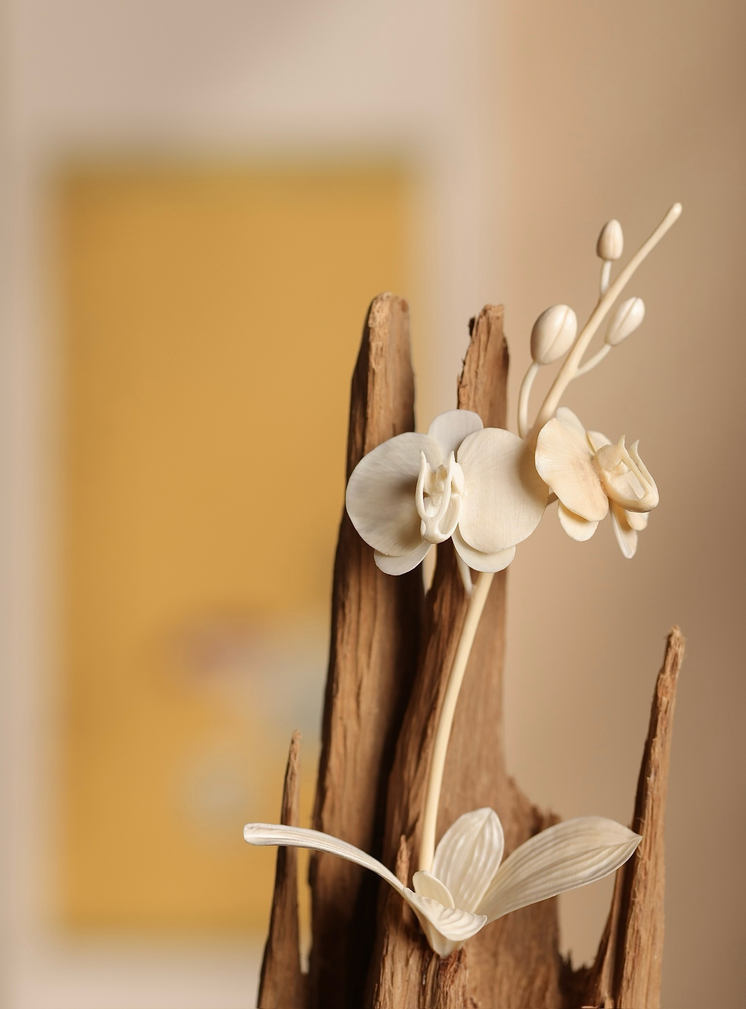 Kalimantan "Wenhe Orchid"