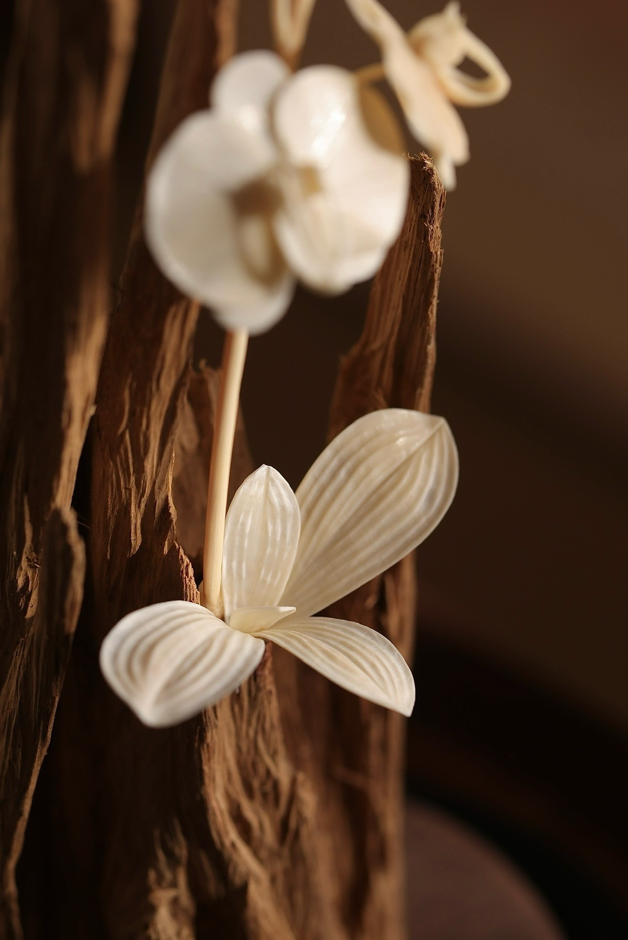 Kalimantan "Wenhe Orchid"