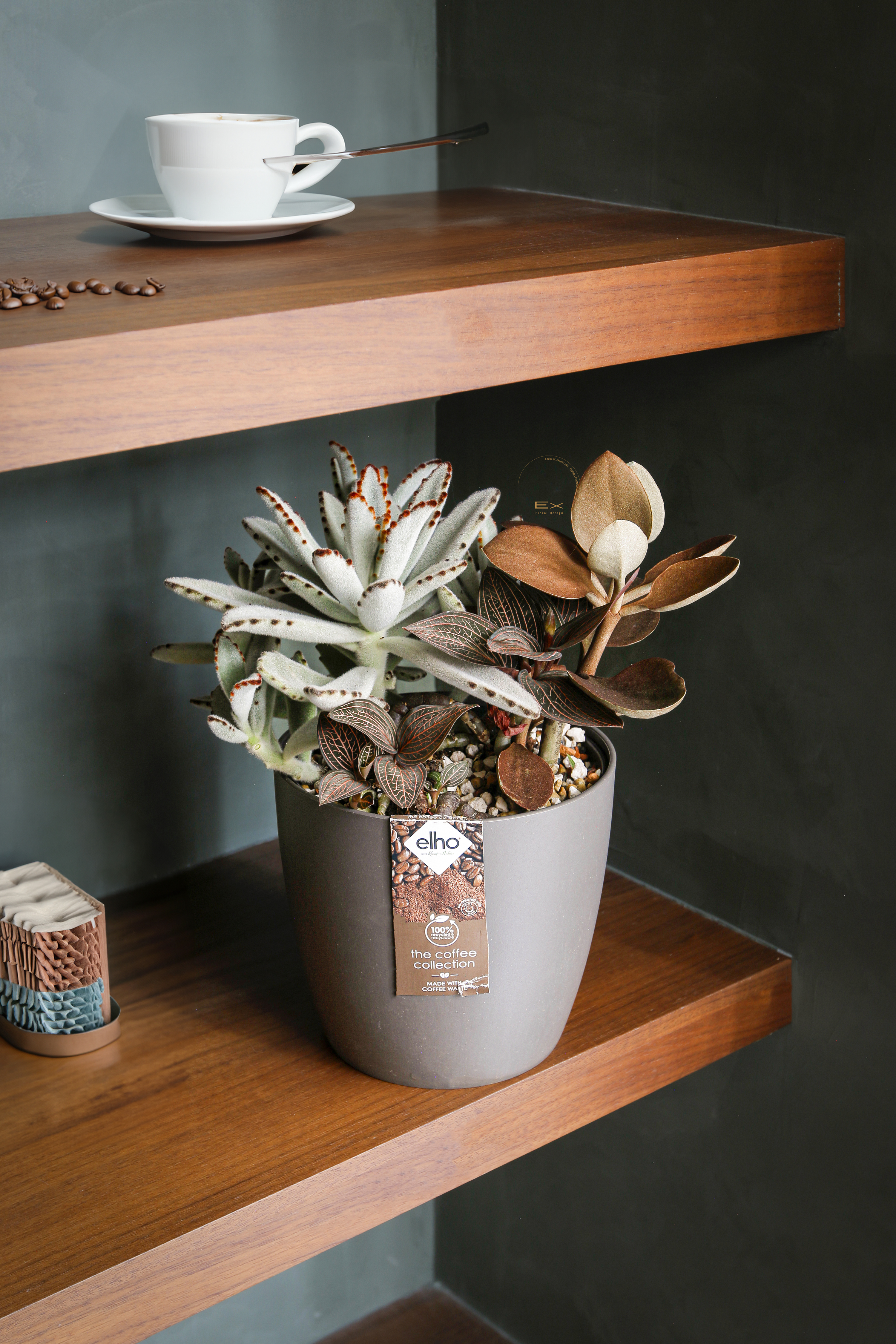 環保永續 ‧ 咖啡香聚寶盆｜多肉植物
