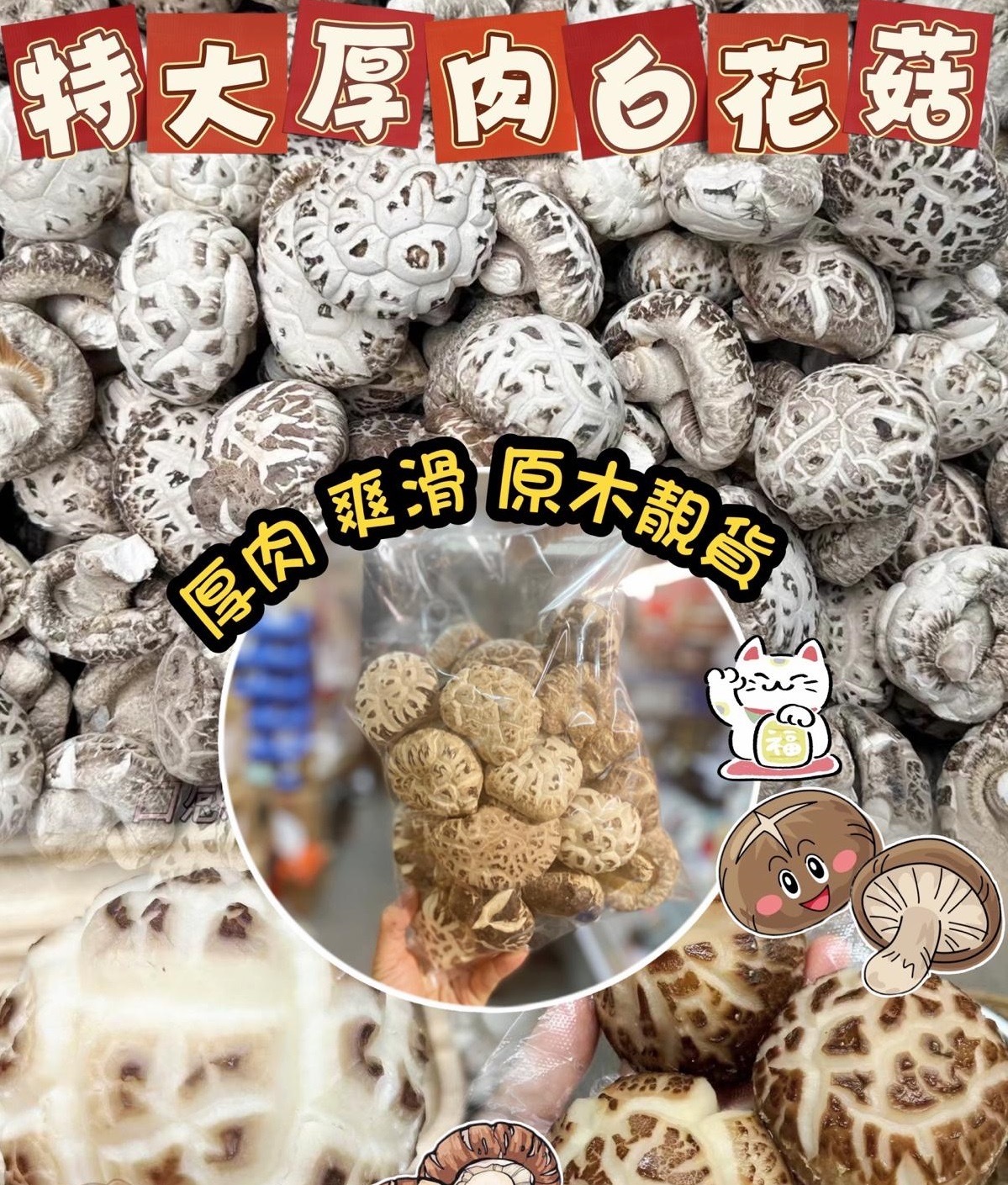 頂級日本種原木特大厚肉白花菇600g 買一送一