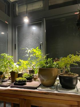 全光譜植物燈 10W Ra98