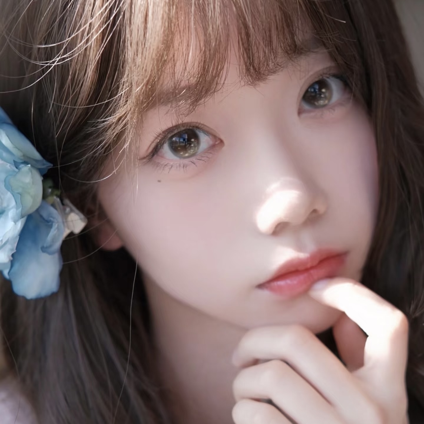 Bollycon - Basqeu Brown - 1/2Year - 1Piece