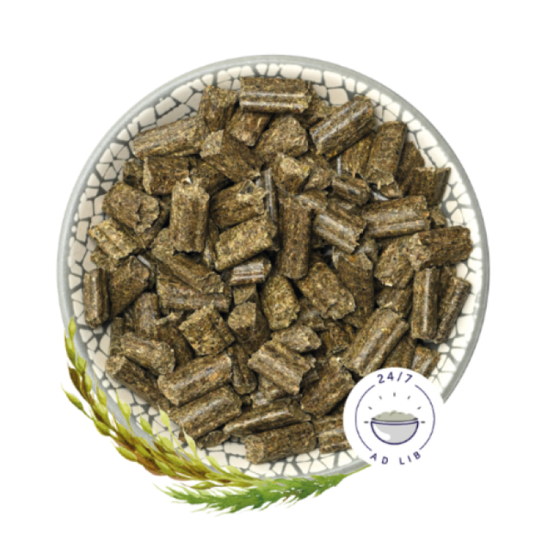 Bunny Nature RabbitDream 草本成兔糧 - 600g