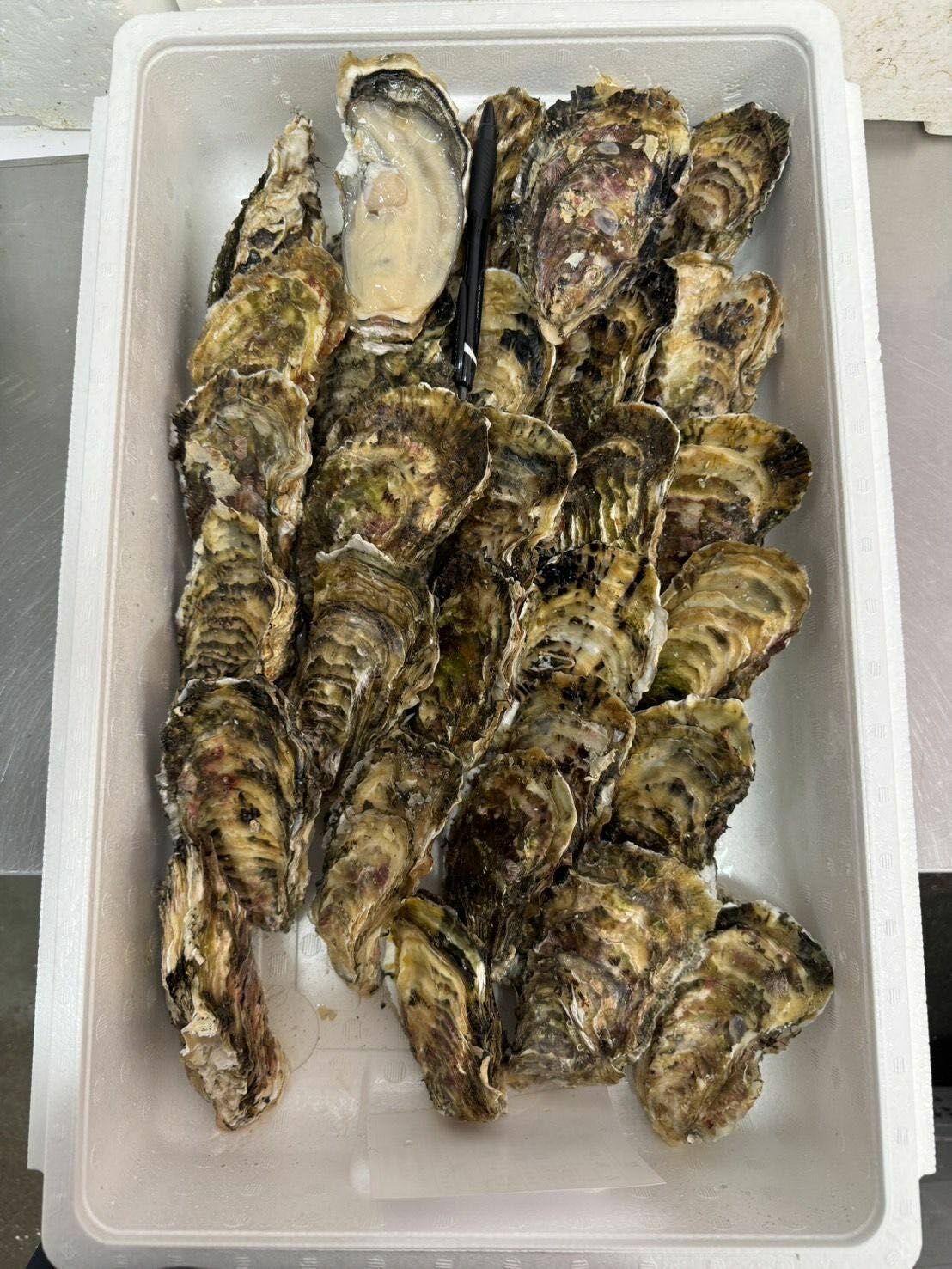 岩手 大船渡 68 牡蠣