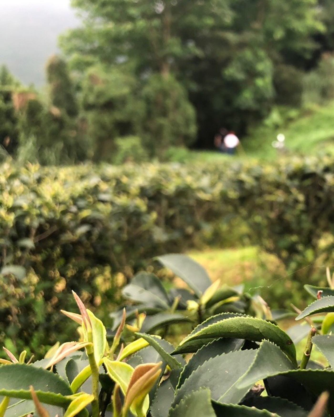 姜金域 蜜香烏龍春茶（恬、隽）