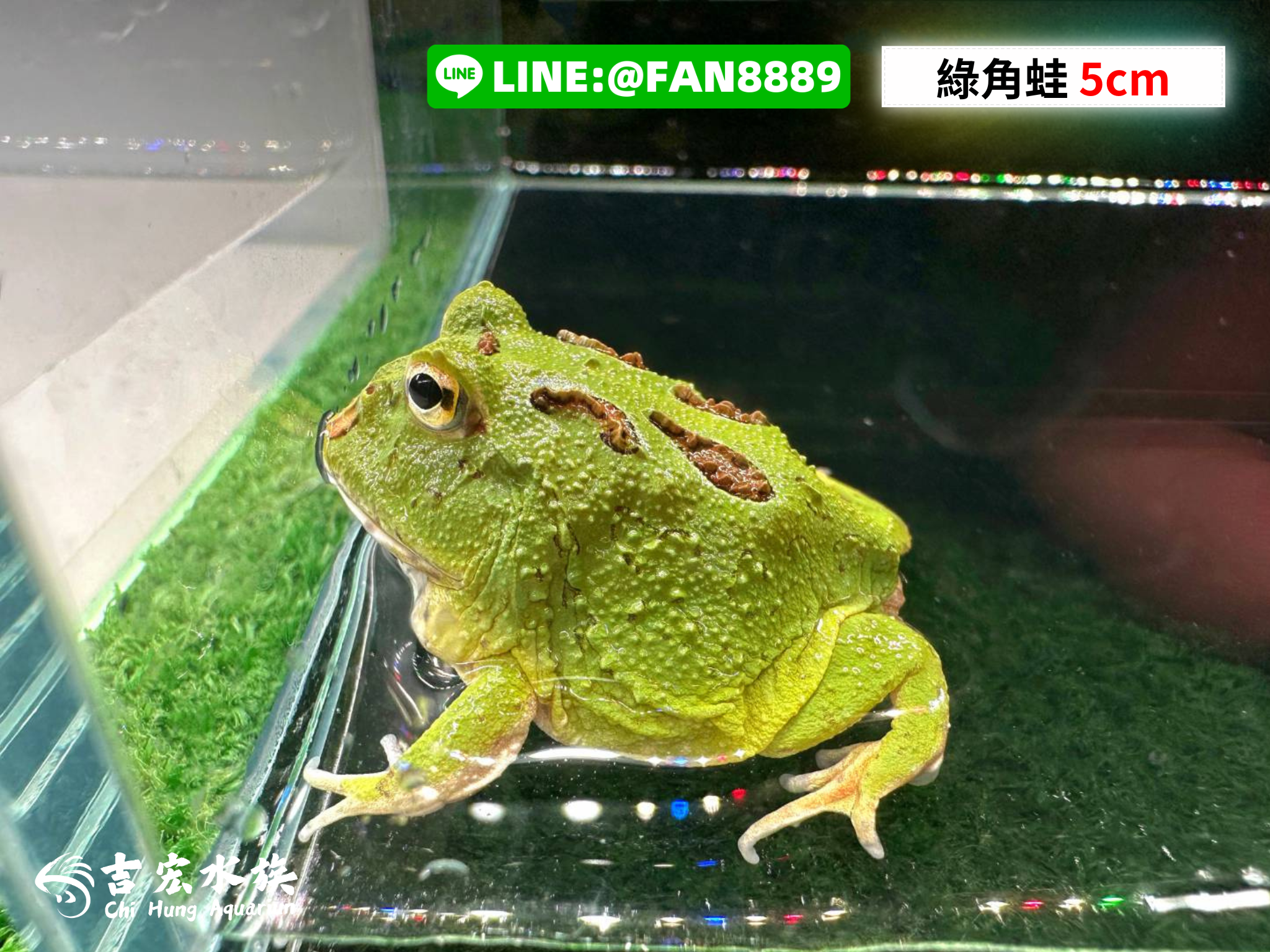 綠角蛙5cm