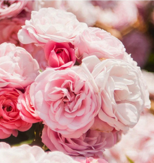 有機大馬士革玫瑰花水   | Organic Rose Floral Water