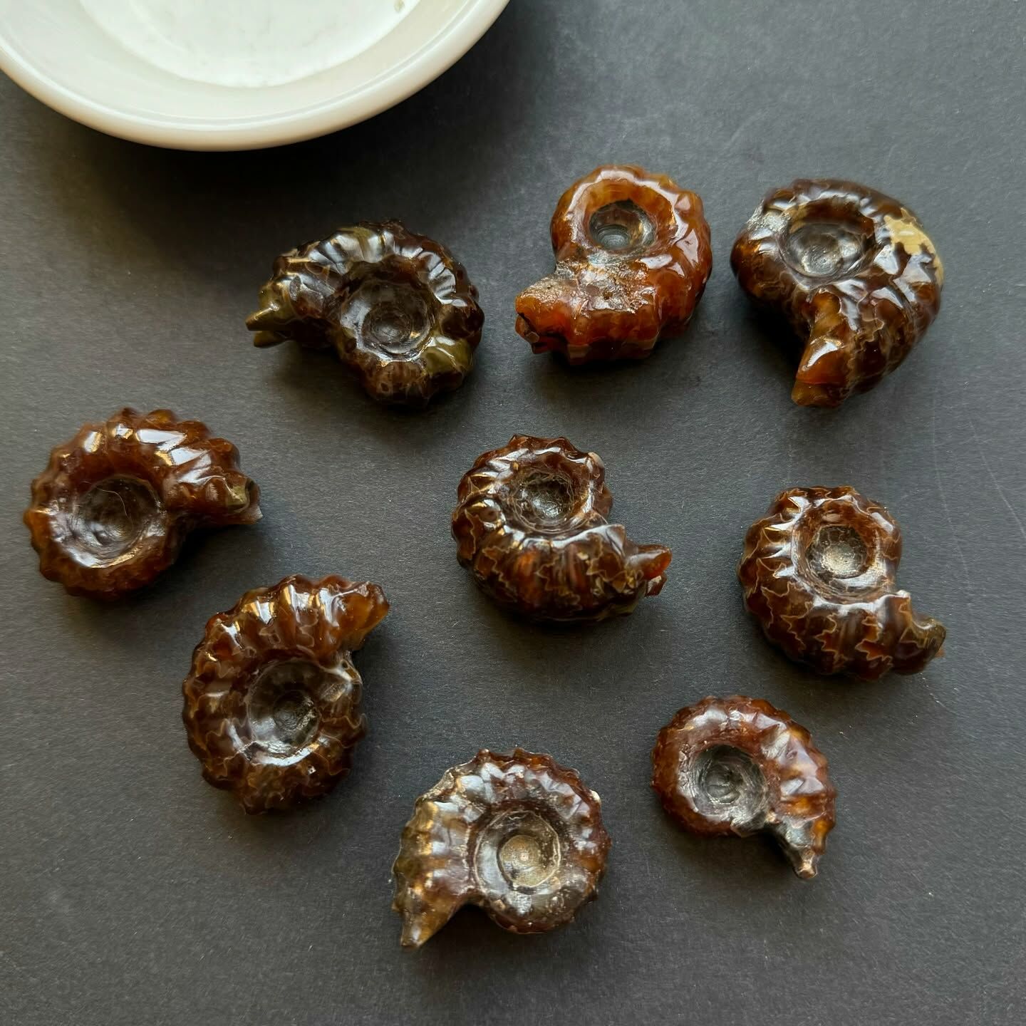 [原石] 馬達加斯加羊角螺化石