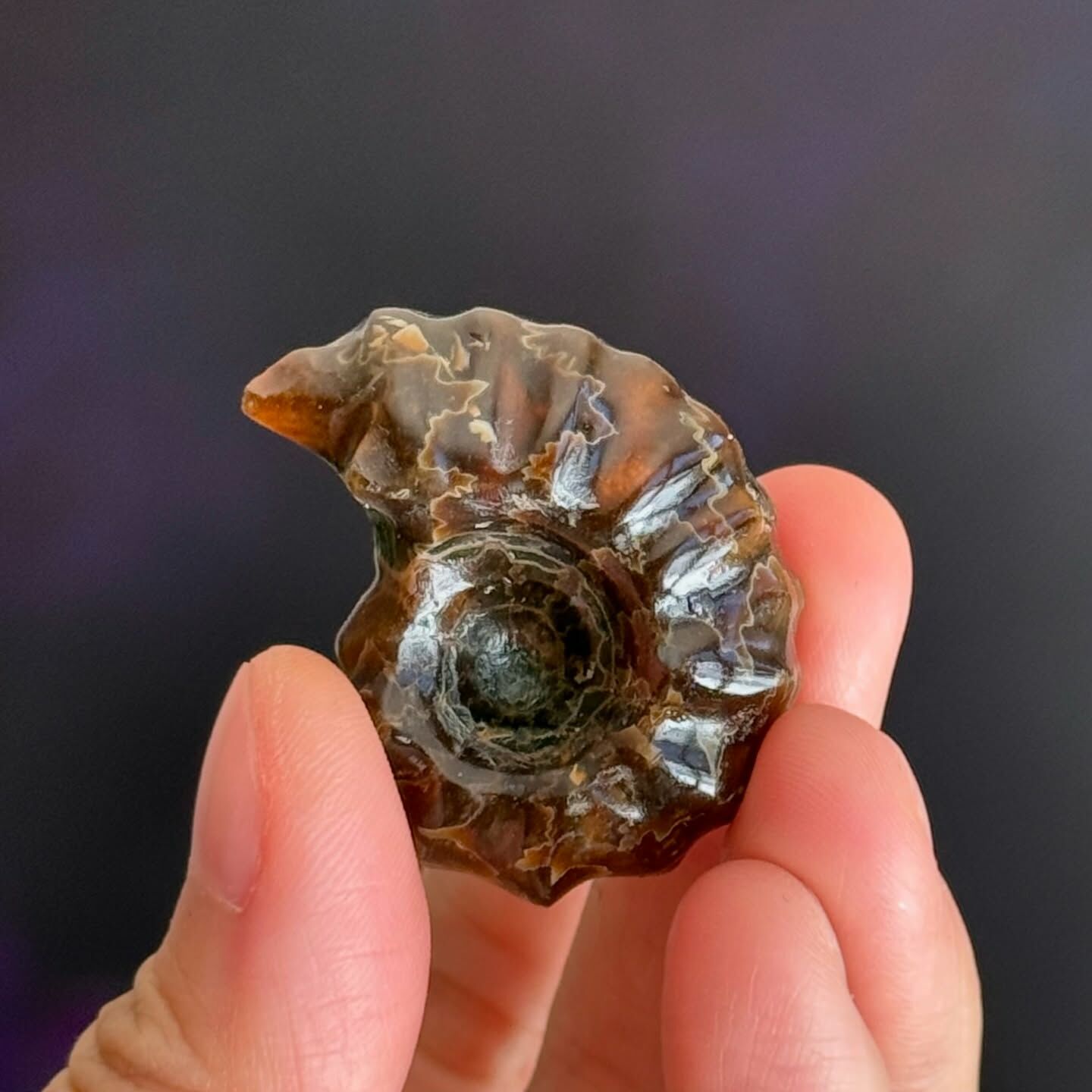 [原石] 馬達加斯加羊角螺化石